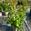 View Current Crop Photo