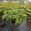 View Current Crop Photo