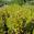 View Current Crop Photo