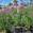 View Current Crop Photo