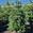 View Current Crop Photo