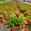 View Current Crop Photo