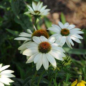 Weston Nurseries