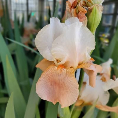 Iris germanica 'Invitation'