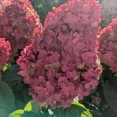 Hydrangea pan. Love-A-Lot™ Pink