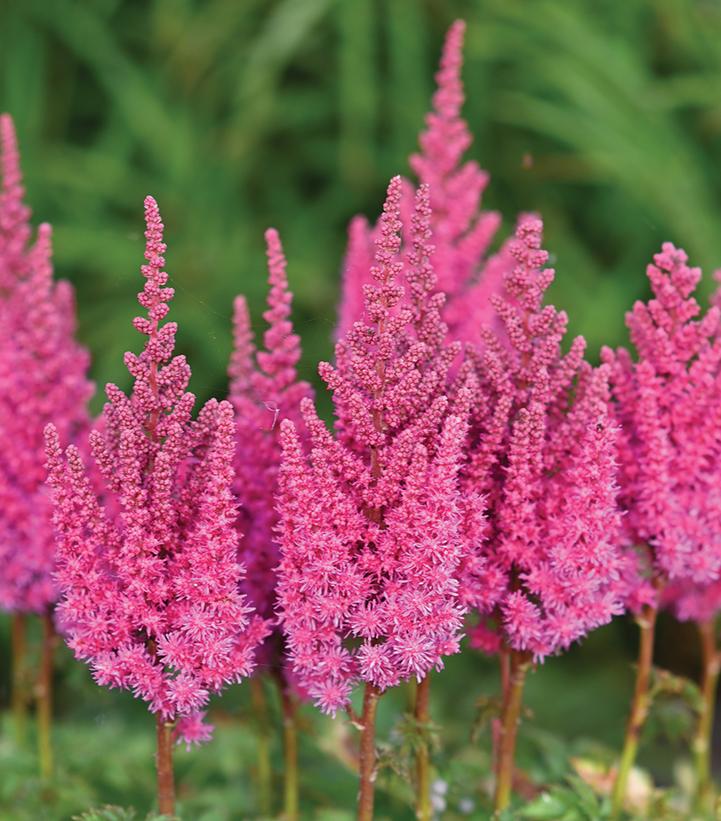 Astilbe chinensis You and Me Always®