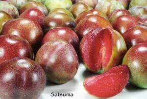 Prunus Satsuma