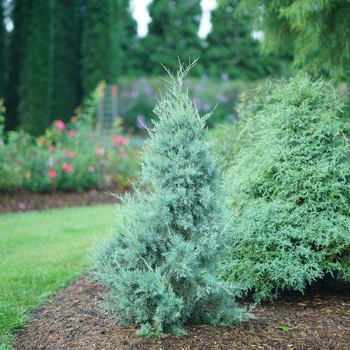 Juniperus virginiana Aquavita™