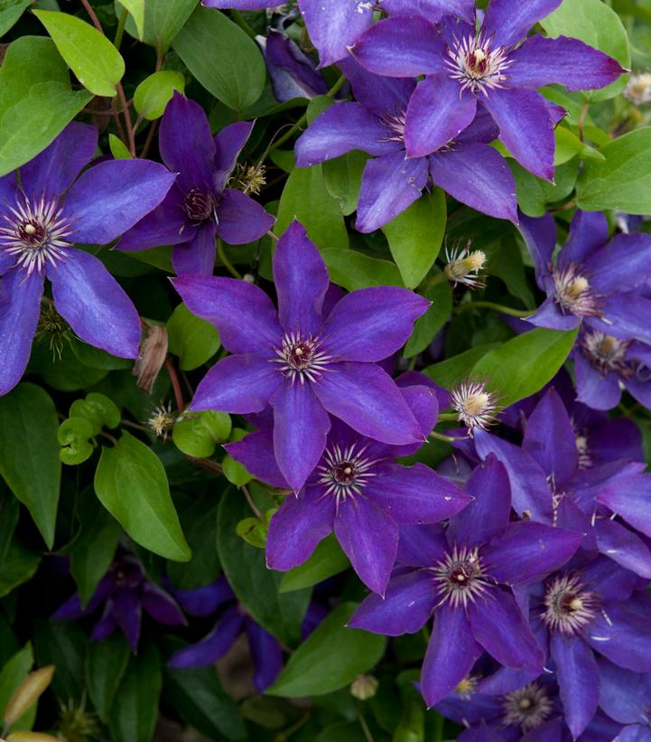 Clematis 'The President' 