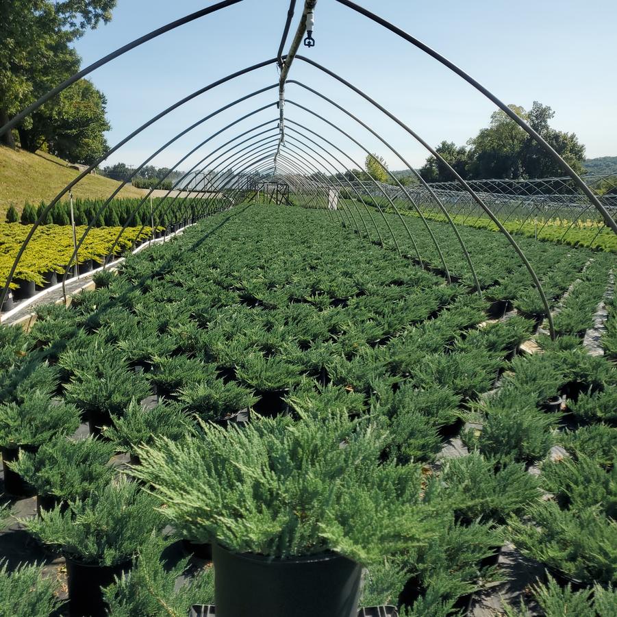 Juniperus horizontalis 'Blue Chip'