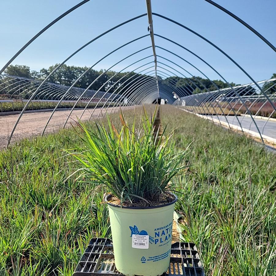 Schizachyrium scoparium 'Standing Ovation'