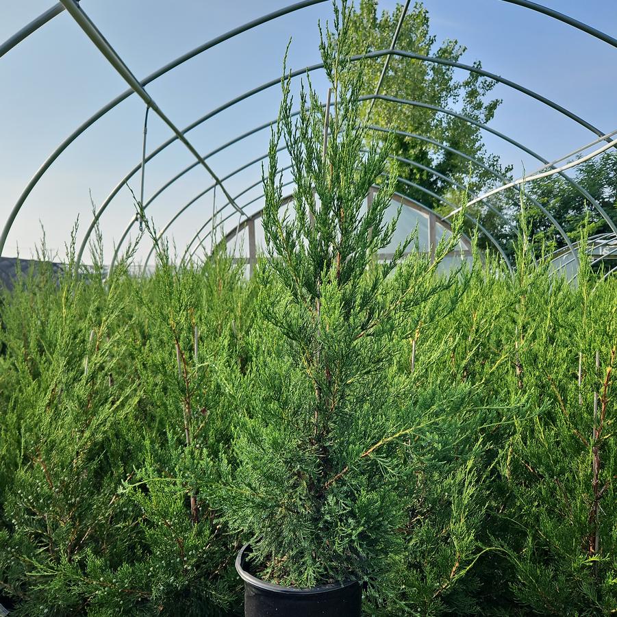 Juniperus c. Hetzii columnaris