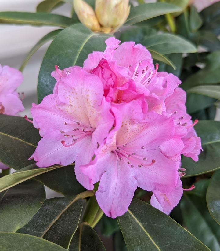 Rhododendron Holden's™ Fuchsia