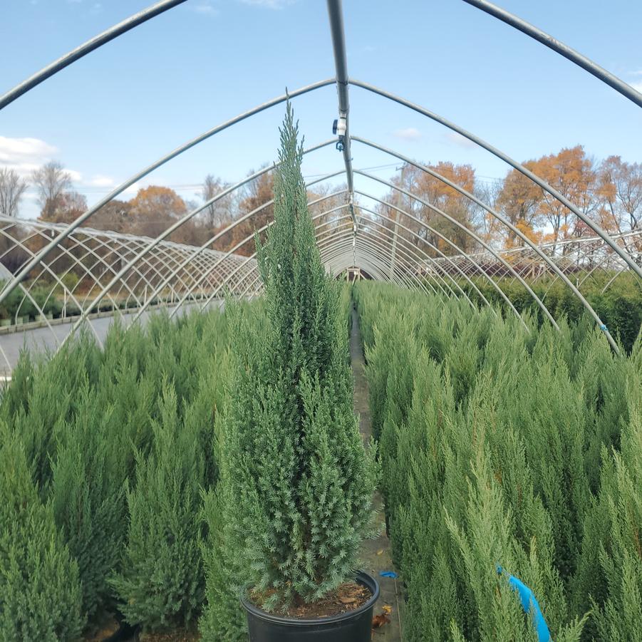 Juniperus chinensis Blue Point