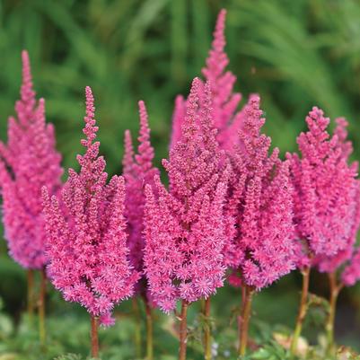 Astilbe chinensis You and Me Always®