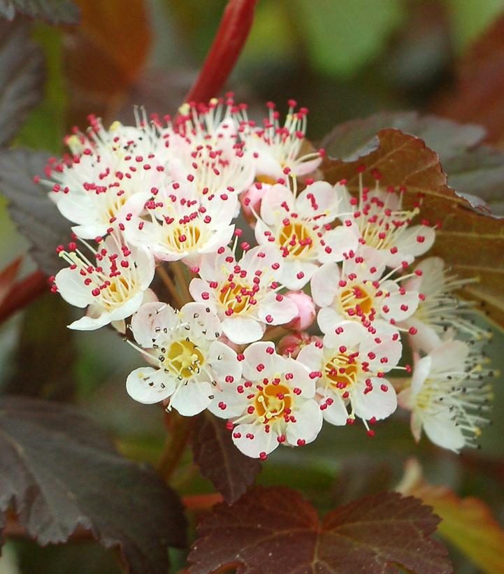 Physocarpus opulifolius Summer Wine®