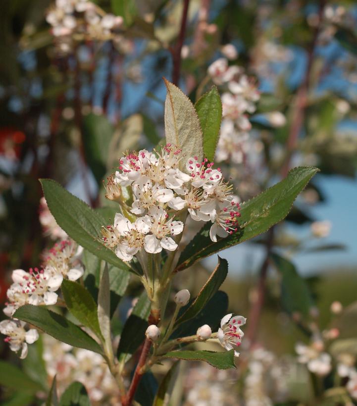 Aronia arbutifolia Brilliantissima