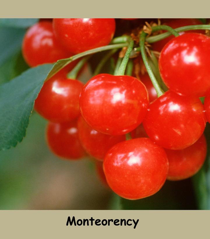 Prunus X Montmorency