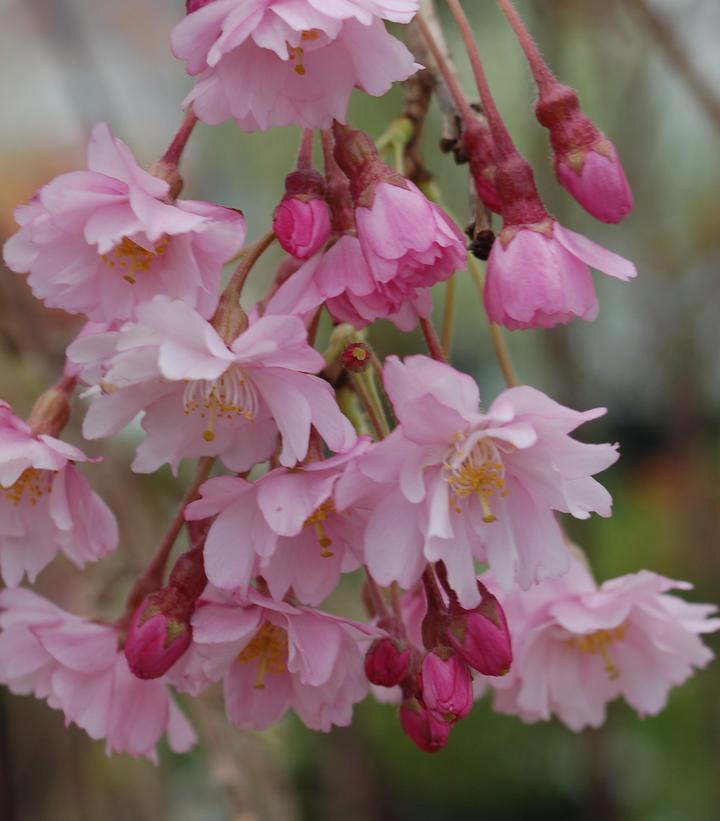 Prunus subhirtella Pendula