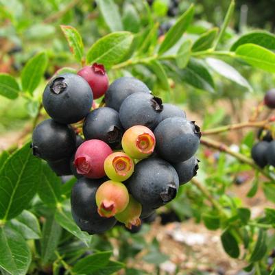 Vaccinium corymbosum hybrid Bushel and Berry® BerryBux® Blueberry