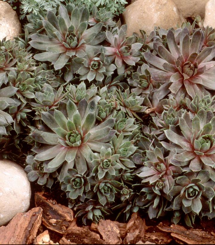 Sempervivum Purple Beauty