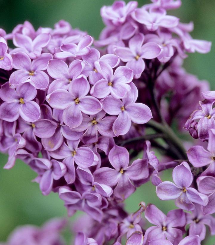 Syringa X hyacinthiflora Declaration