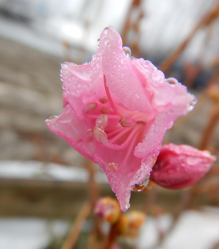 Azalea mucronulatum 'Cornell Pink'