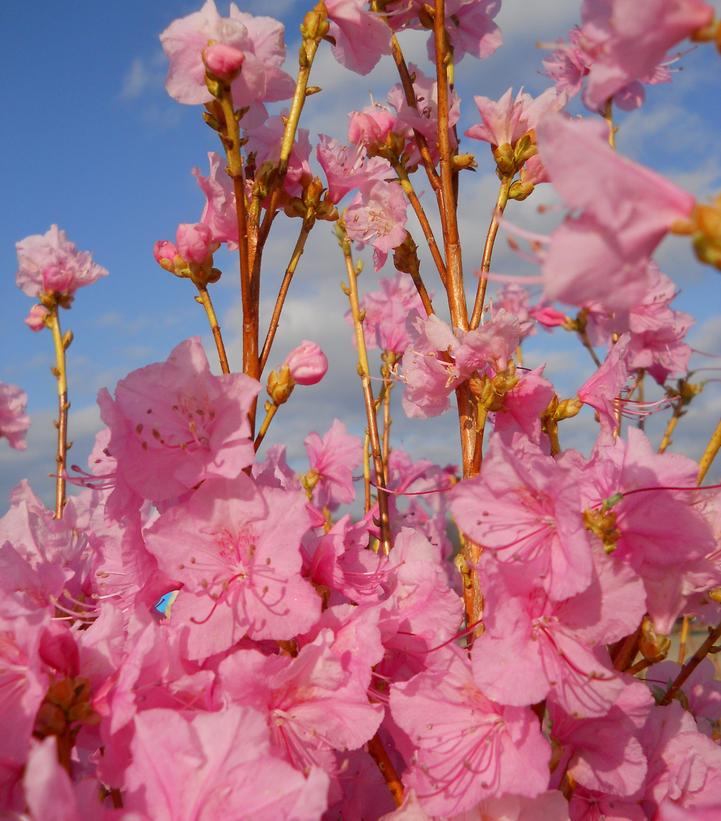 Azalea mucronulatum 'Cornell Pink'