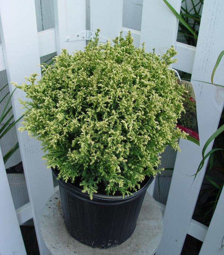 Chamaecyparis pisifera 'Cream Ball'