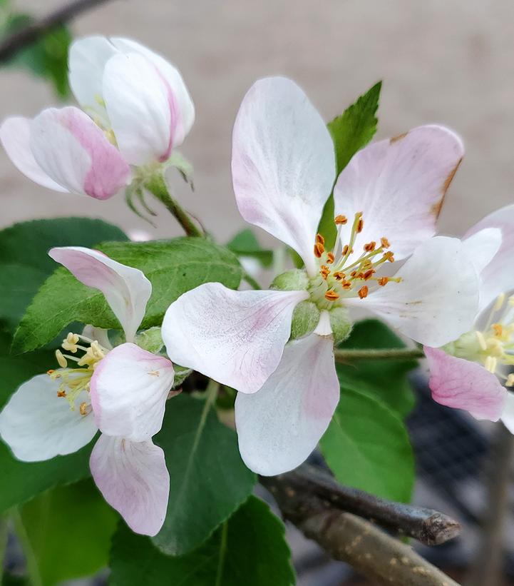 Malus X Royal Gala