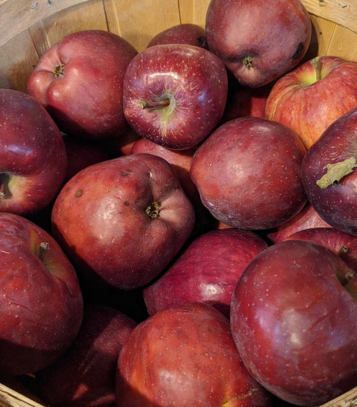 Malus X Red Delicious