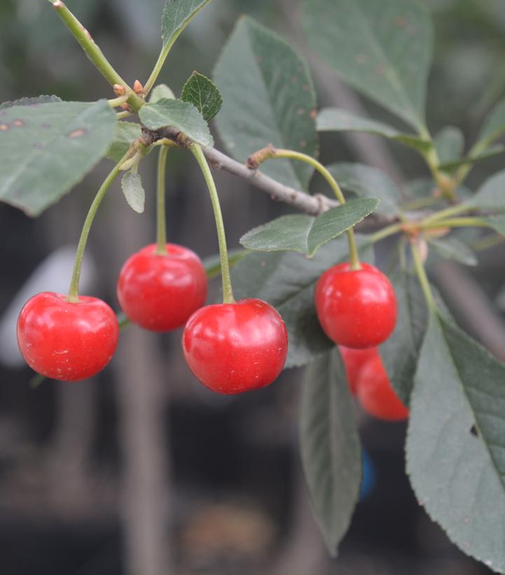 Prunus X 'North Star'