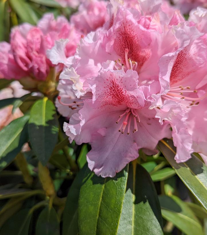 Rhododendron Holden's™ Pink Flare