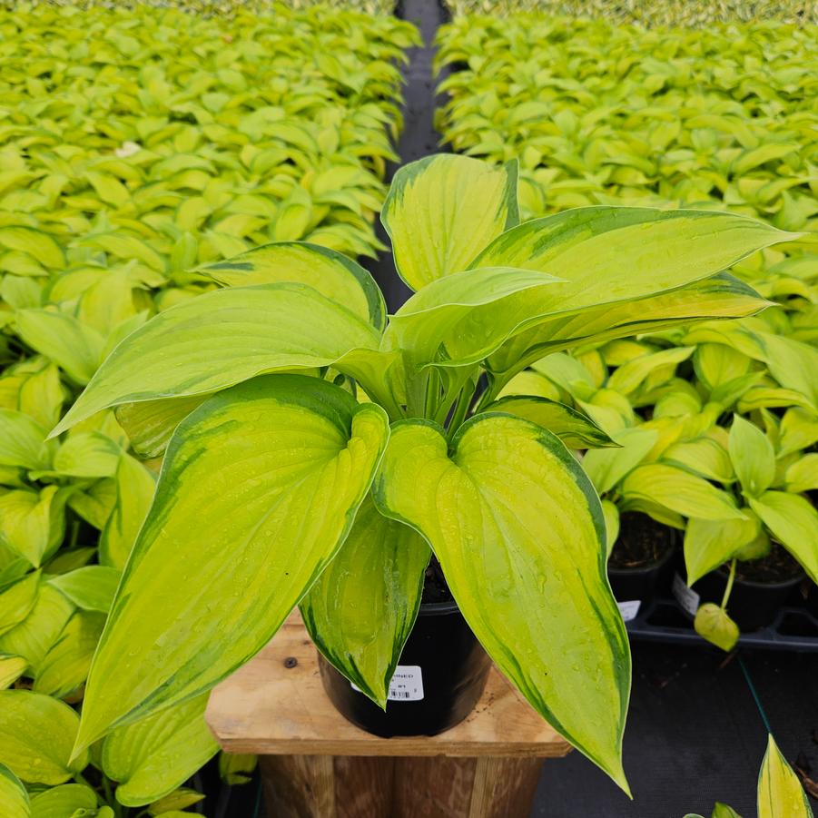 Hosta 'Stained Glass'