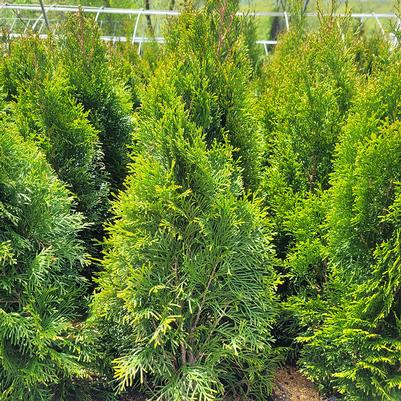 Thuja occidentalis 'Smaragd'