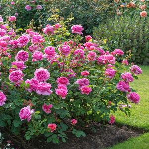 Rosa Princess Alexandra of Kent