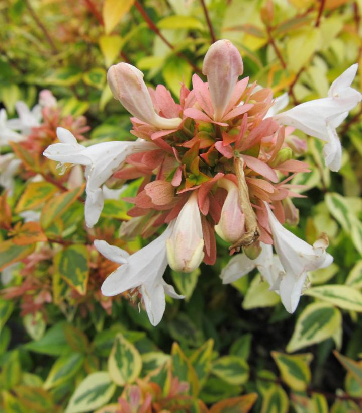 Abelia x grandiflora 'Kaleidoscope'