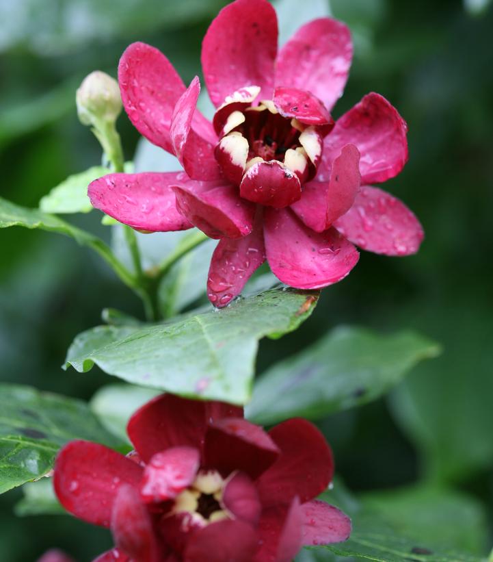 Calycanthus X Aphrodite