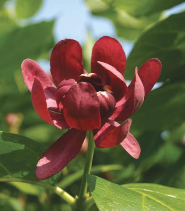 Calycanthus X Aphrodite