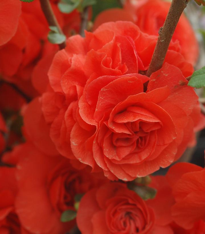 Chaenomeles speciosa Double Take® Orange