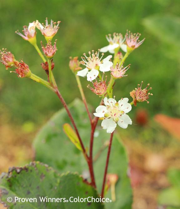 Aronia melanocarpa Low Scape Hedger®