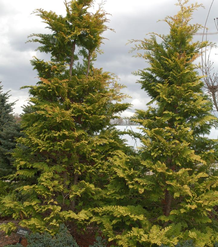 Chamaecyparis obtusa 'Crippsii'