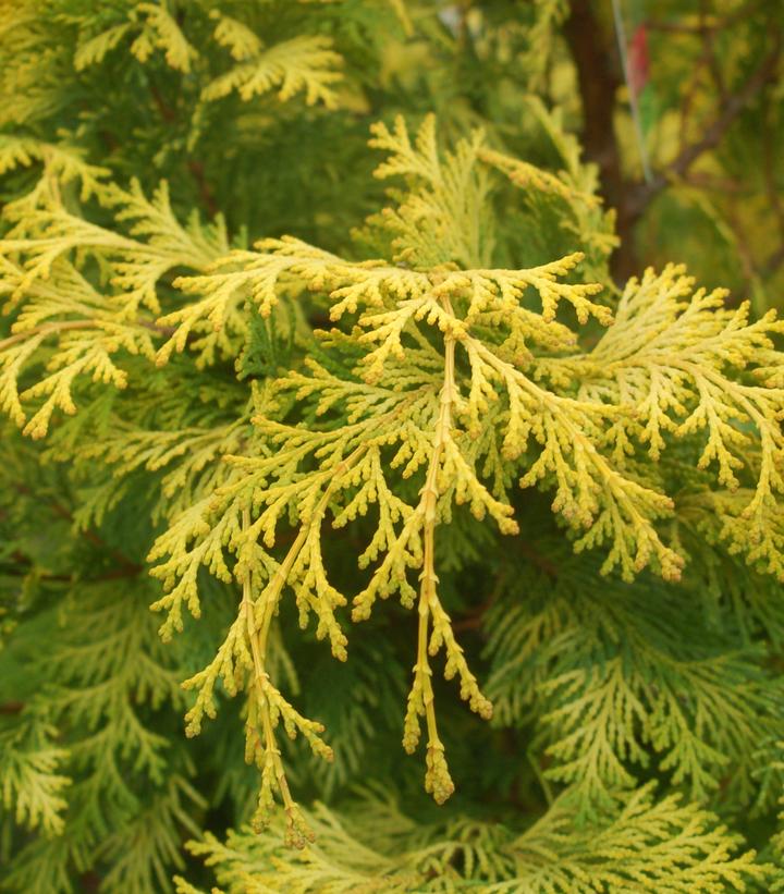 Chamaecyparis obtusa 'Crippsii'