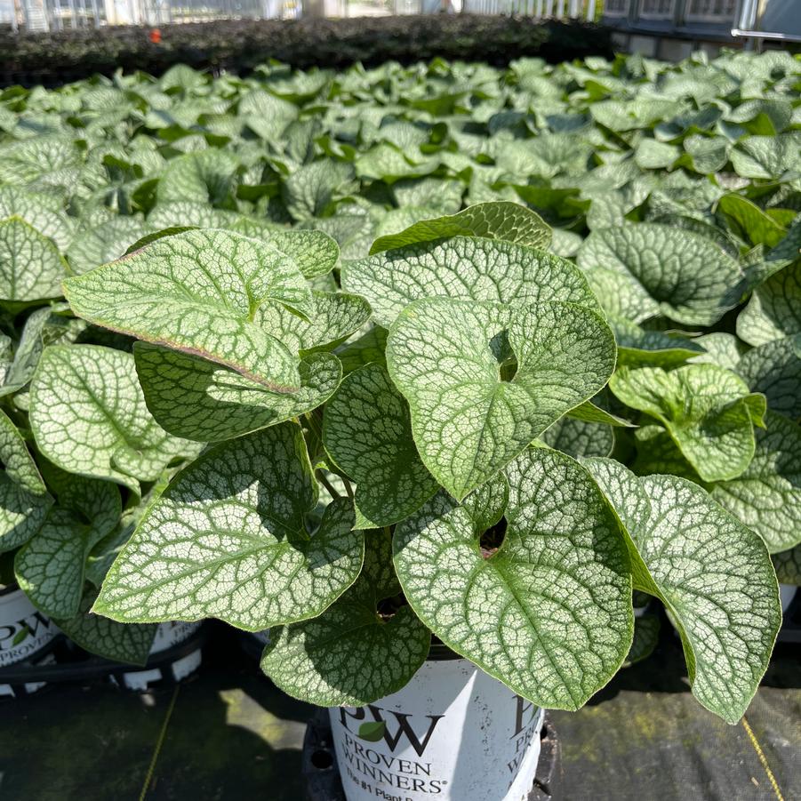 Brunnera macrophylla 'Jack of Diamonds'