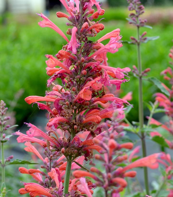 Agastache Kudos™ Coral