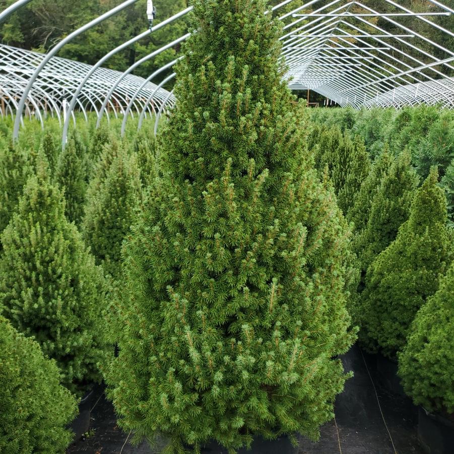 Picea glauca 'Conica'