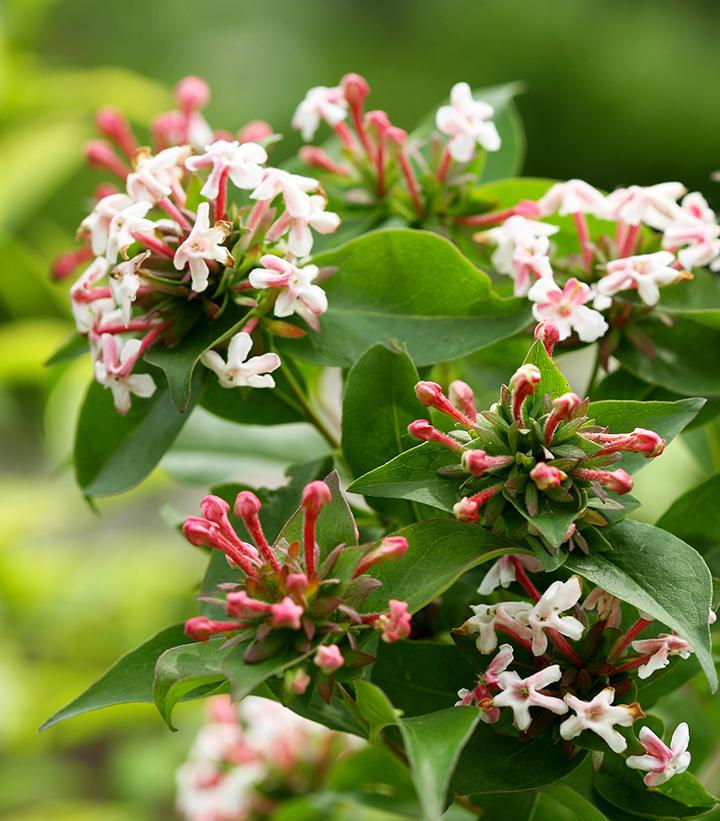 Abelia mosanensis Sweet Emotion®