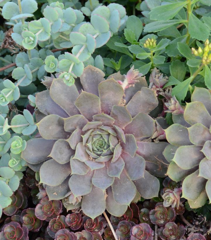 Sempervivum 'Pacific Blue Ice'