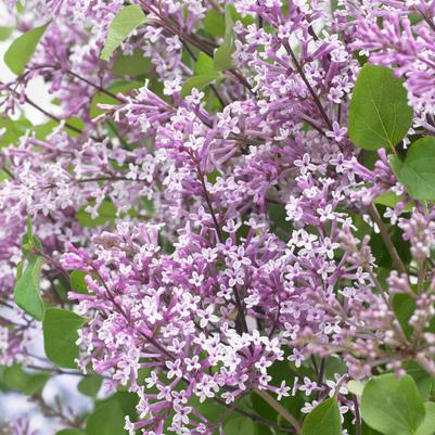 Syringa meyeri Flowerfesta® Purple