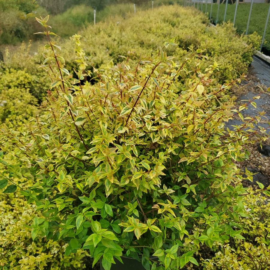 Abelia x grandiflora 'Kaleidoscope'